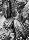 cocoa beans